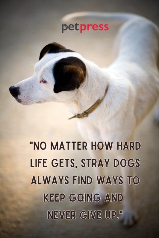 Find Courage and Strength From These Top 50 Stray Dog Quotes