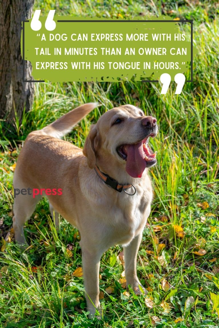 60 Inspiring Dog Life Quotes To Live A Happier And Fulfilling Life