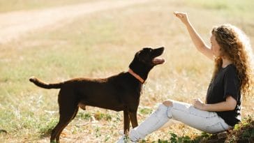 Activities to Burn Your Dog's Energy