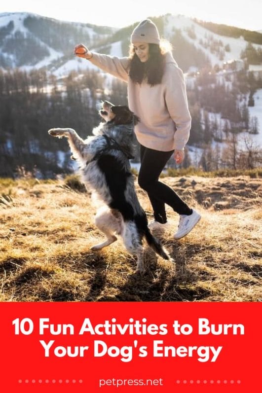Get Your Dog Movin' 10 Fun Activities to Burn Your Dog's Energy
