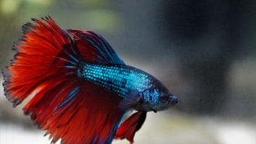 Best fish for small tank