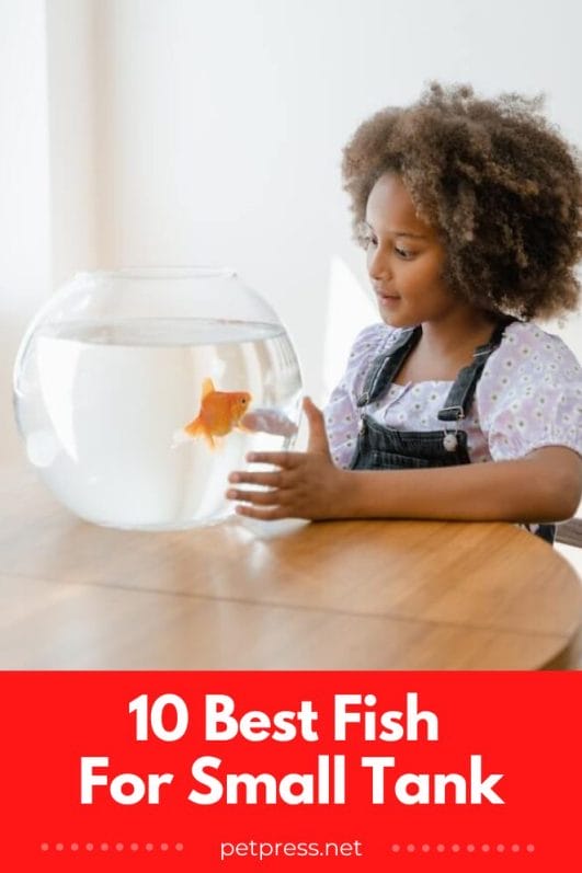 10 Best Fish For Small Tanks That Make Perfect Pets