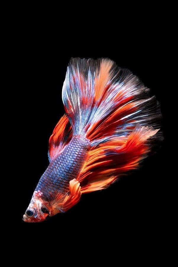 10 Best Fish For Small Tanks That Make Perfect Pets