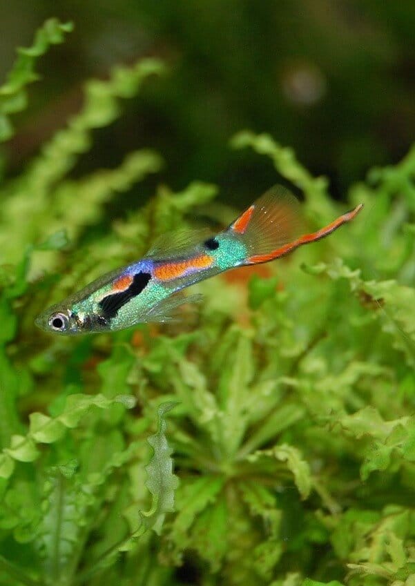 10 Best Fish For Small Tanks That Make Perfect Pets