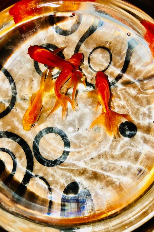 10 Best Fish For Small Tanks That Make Perfect Pets