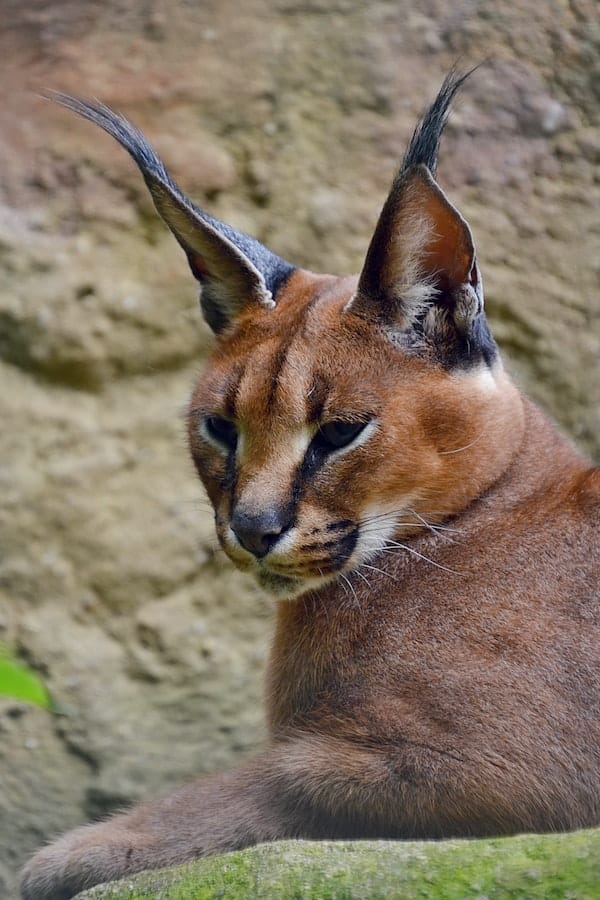 Caracal