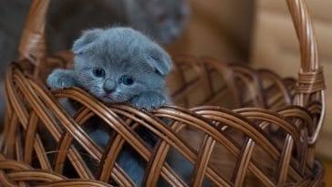 Cute Kitten Quotes for You