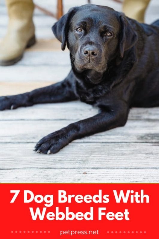 7 Dog Breeds With bed Feet And Why Do They Have Them