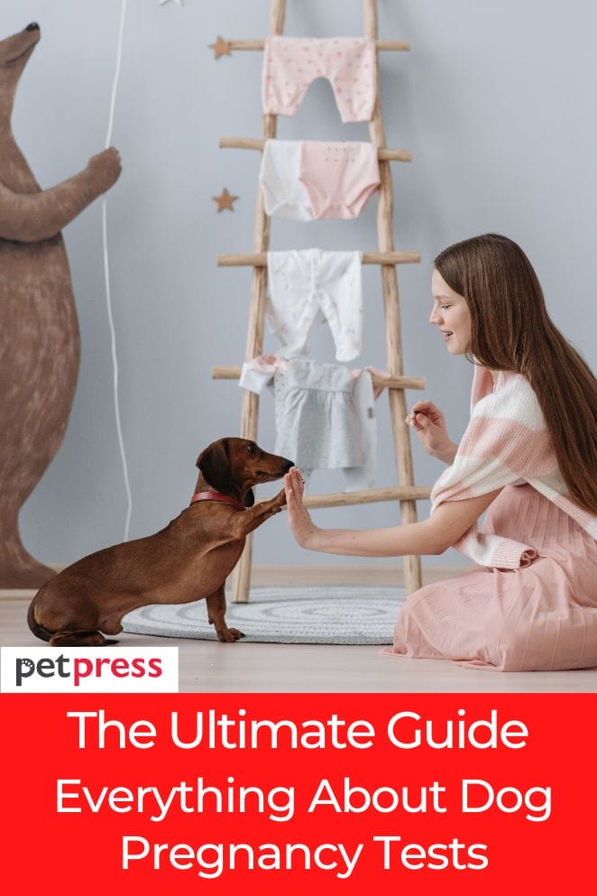 Ultimate Guide Everything About Dog Pregnancy Test