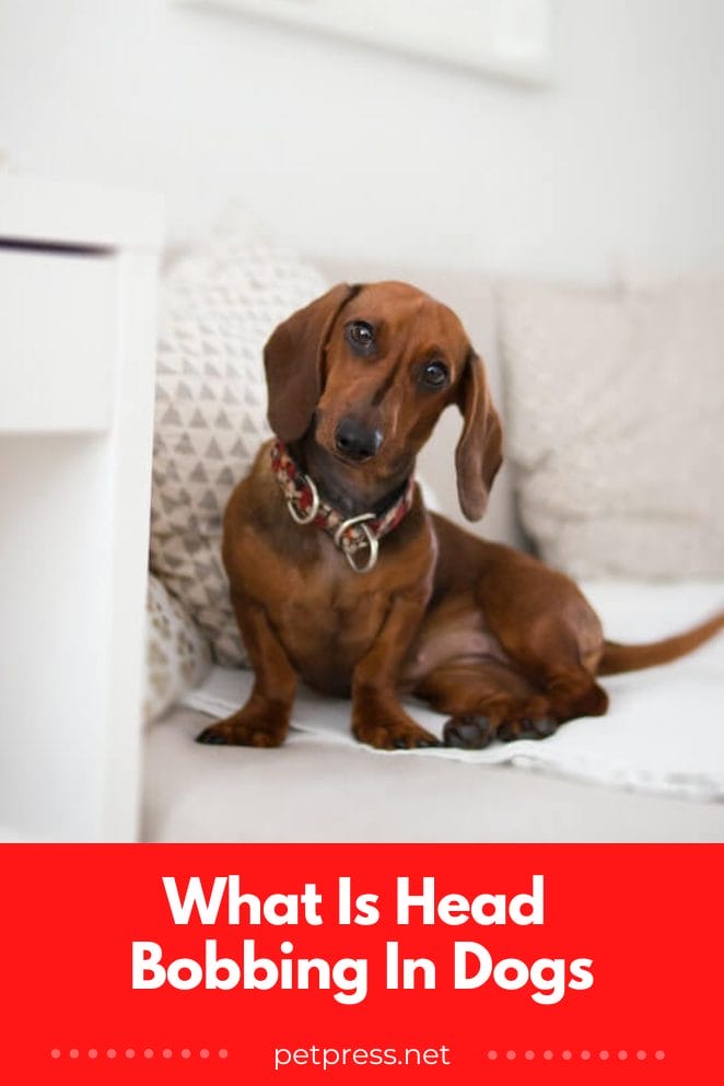 What Is Head Bobbing In Dogs and What To Do About It?
