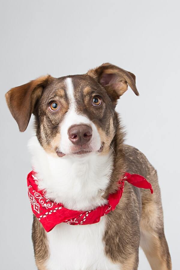 What Is Head Bobbing In Dogs and What To Do About It?