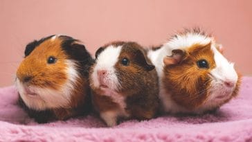How to breed guinea pigs