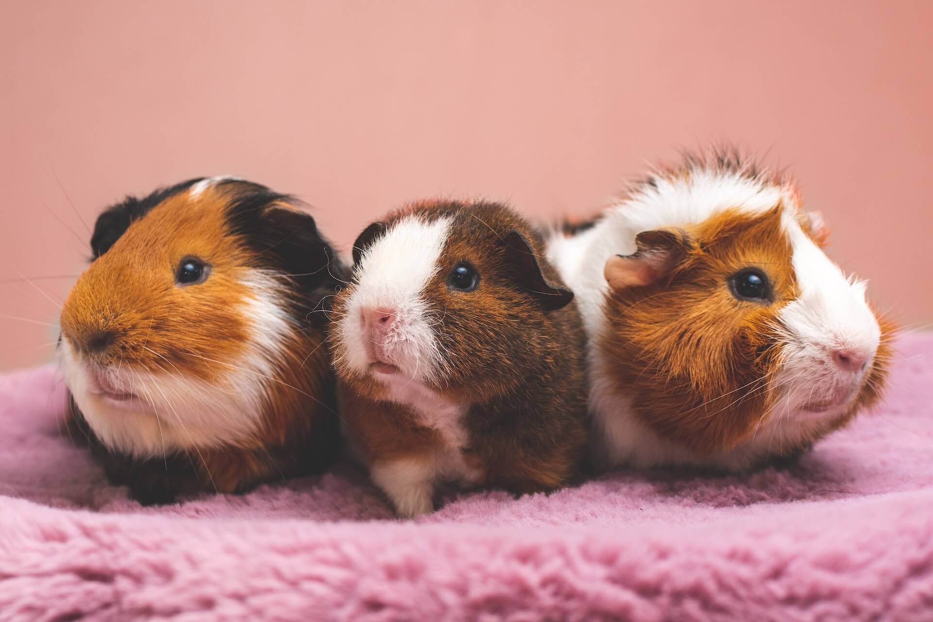 How To Breed Guinea Pigs How To Breed Guinea Pigs