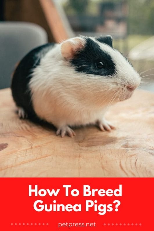 How to Breed Guinea Pigs A Detailed Guide