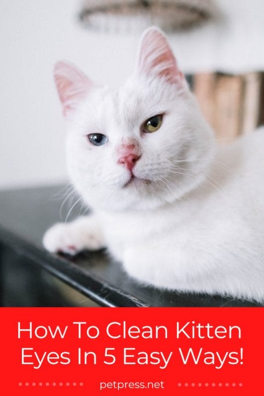 How To Clean Kitten Eyes In 5 Easy Ways!