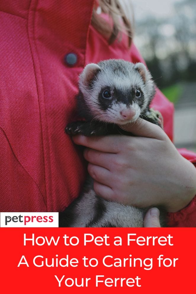 How to pet a ferret