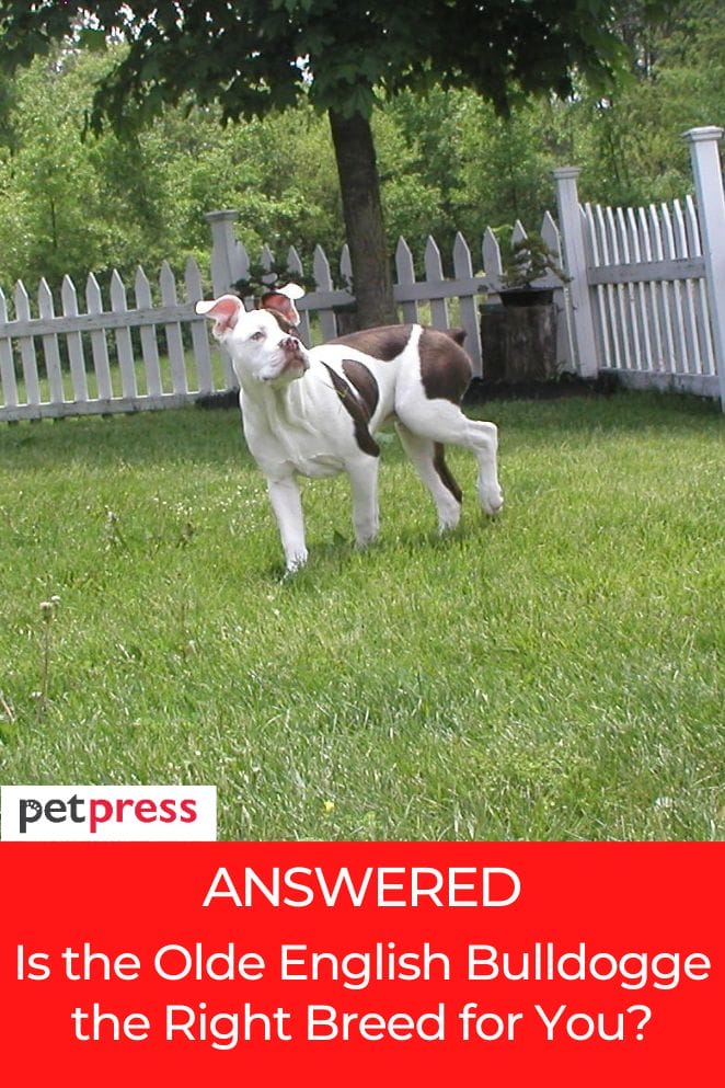 Is the Olde English Bulldogge the right breed for you