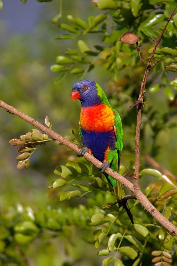 Lorikeet