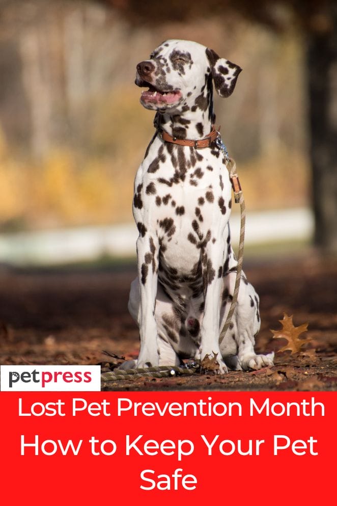 Lost Pet Prevention Month