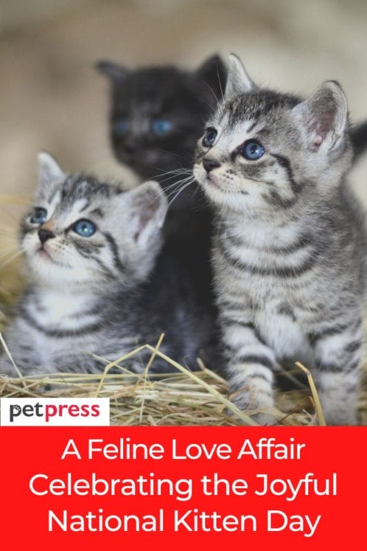 Celebrating the Joyful National Kitten Day A Feline Love Affair