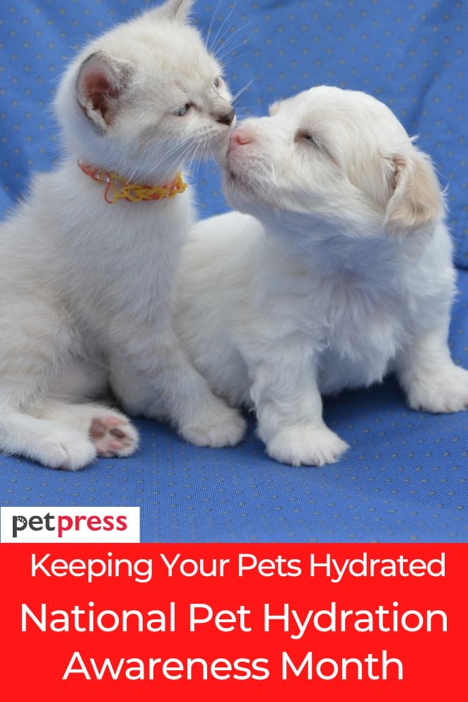 National Pet Hydration Awareness Month