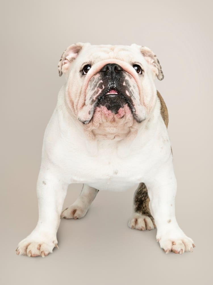 Olde English Bulldogge