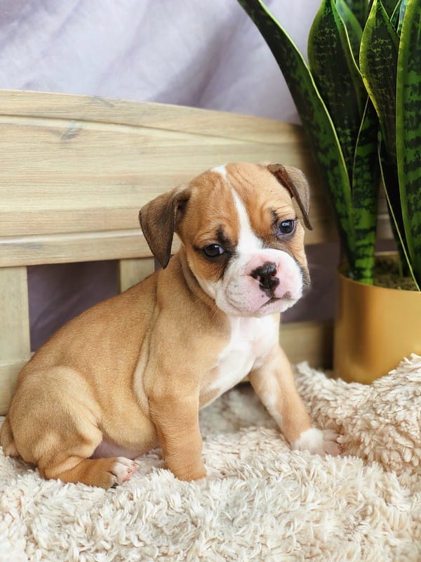 Olde English Bulldogge