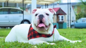 Olde English Bulldogge