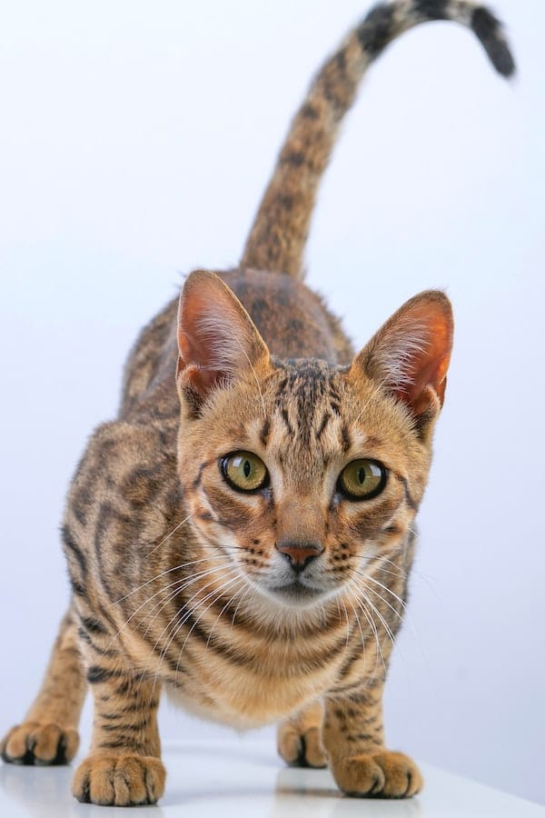 Savannah cat