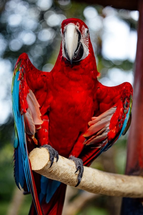 Scarlet macaw