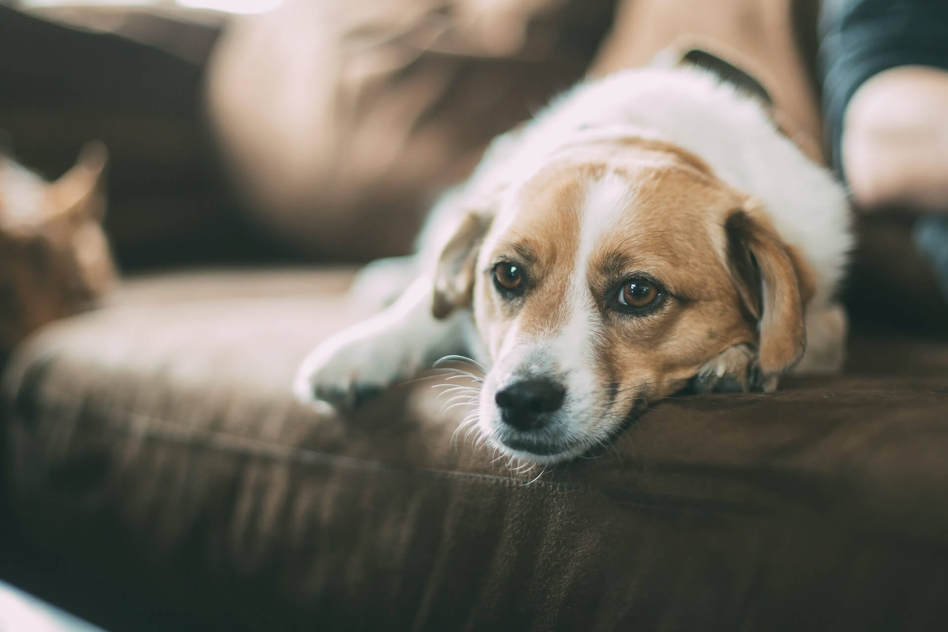 An Insider's Guide to Submissive Dog Behaviors