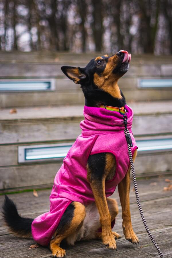 An Insider's Guide to Submissive Dog Behaviors