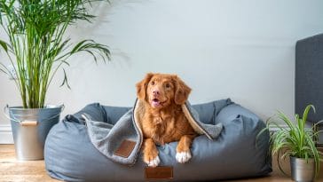 The Best of the Best 50+ Spoiled Dog Quotes