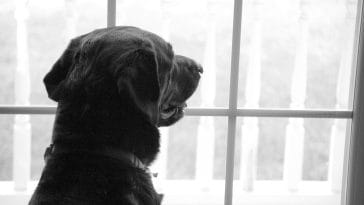 Top 50 Best Dog Missing Quotes That Spark Inspiration