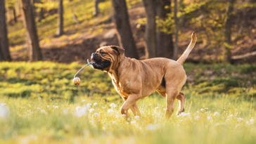 Unleash the Life Wisdom in These Best 50 Boxer Dog Quotes