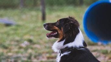 What Is Desensitization and Counterconditioning