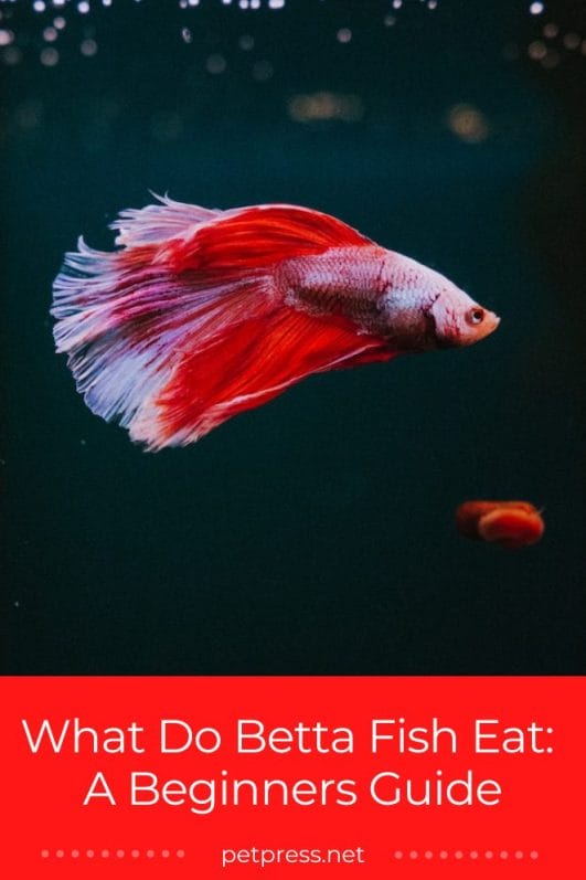 What Do Betta Fish Eat A Beginners Guide