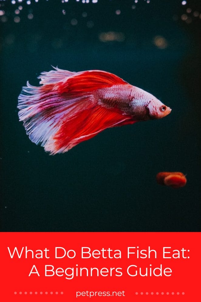 What Do Betta Fish Eat A Beginners Guide