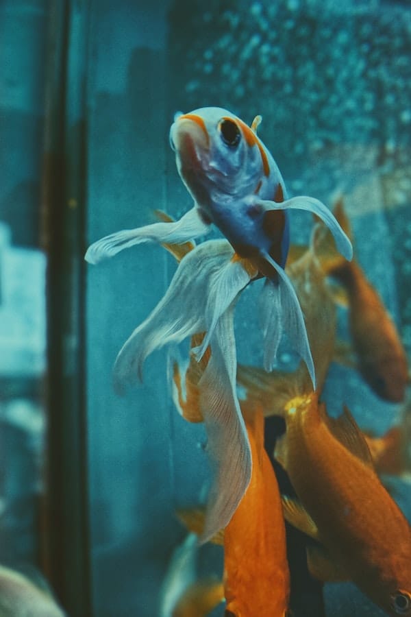 What Do Betta Fish Eat A Beginners Guide