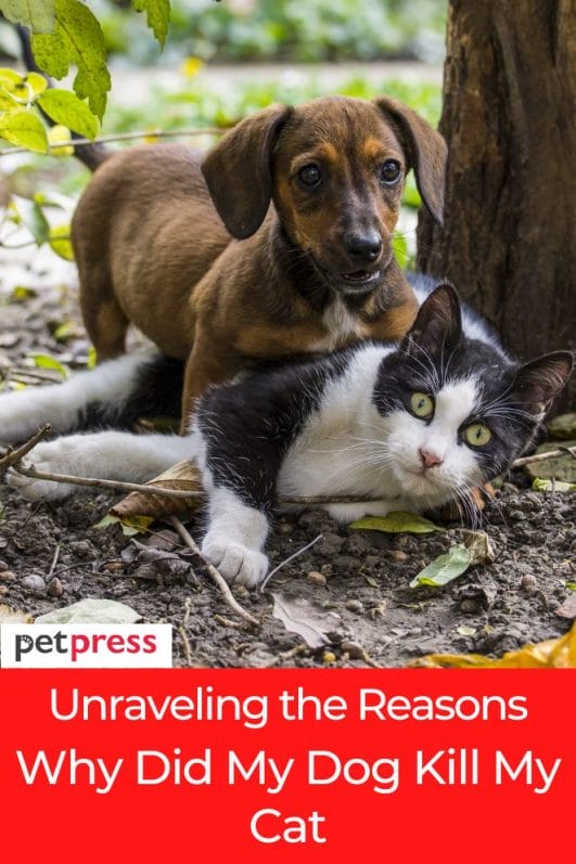 Unraveling the Reasons Why Did My Dog Kill My Cat