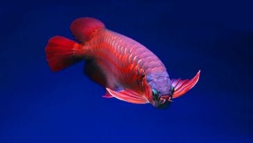 arowana