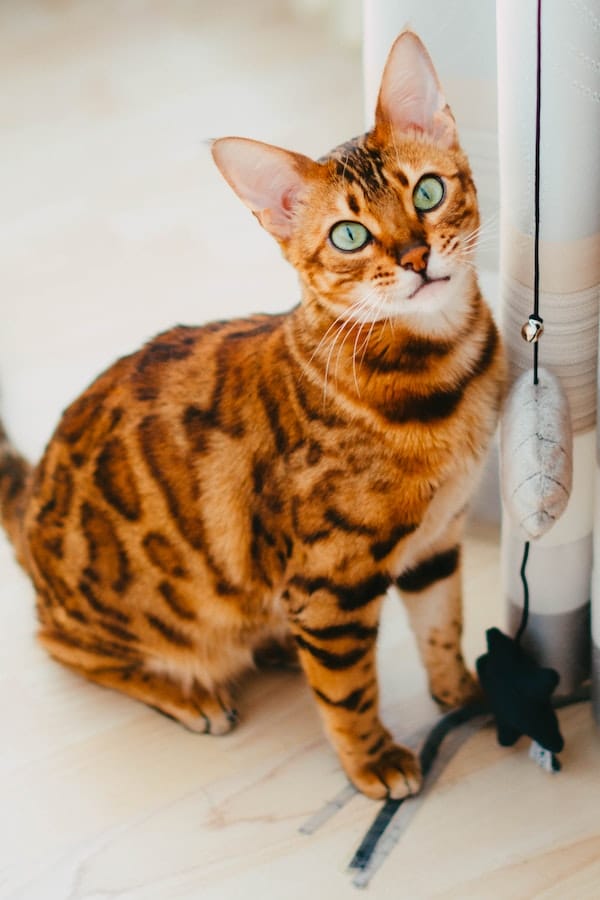 bengal