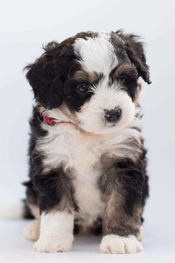 bernedoodle