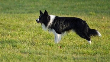 best dog breeds for farms
