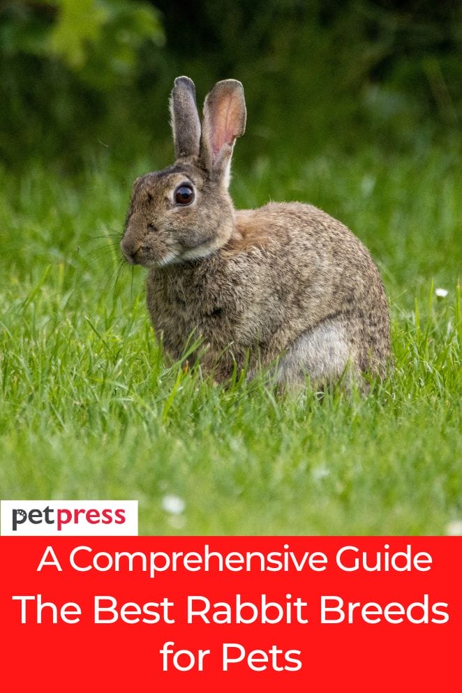 A Comprehensive Guide The Best Rabbit Breeds For Pets a-comprehensive-guide-the-best-rabbit-breeds-for-pets