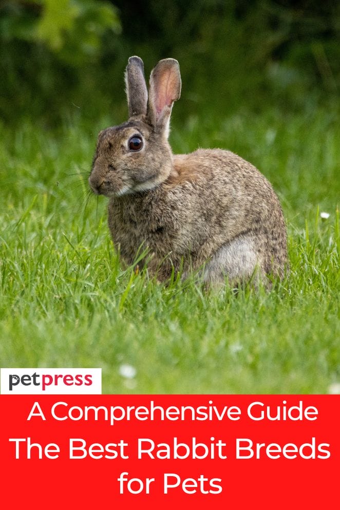 best rabbit breeds for pets