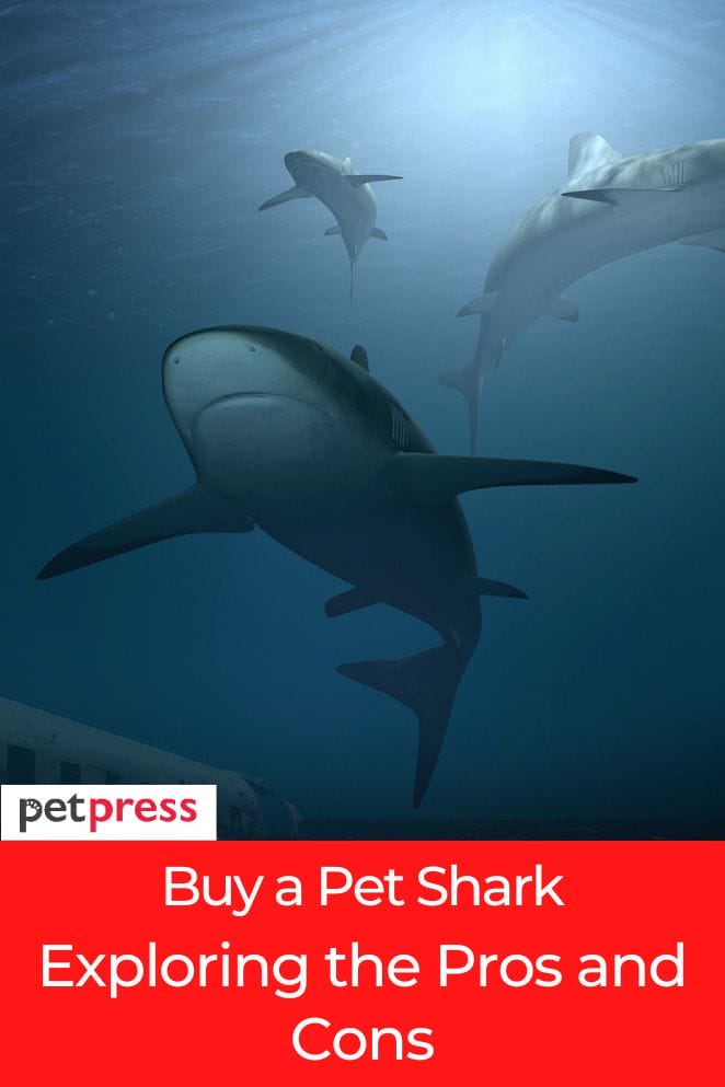 buy a pet shark