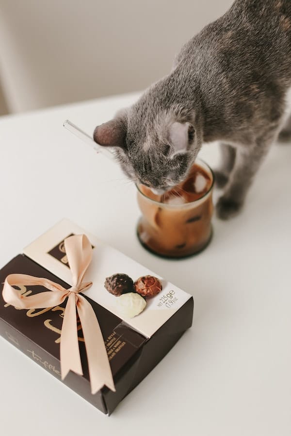 What Do Cats Like to Drink Understanding Your Cat's Needs