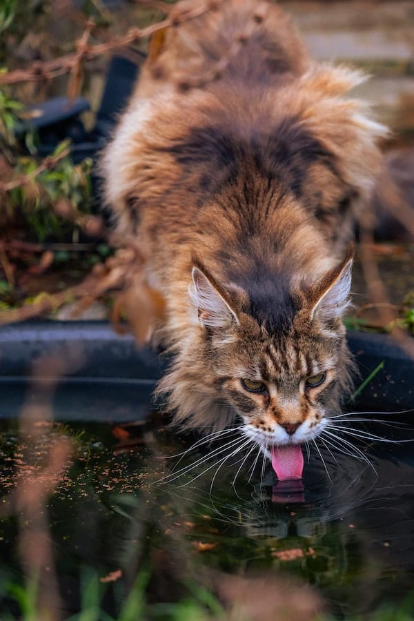 cat-drinks