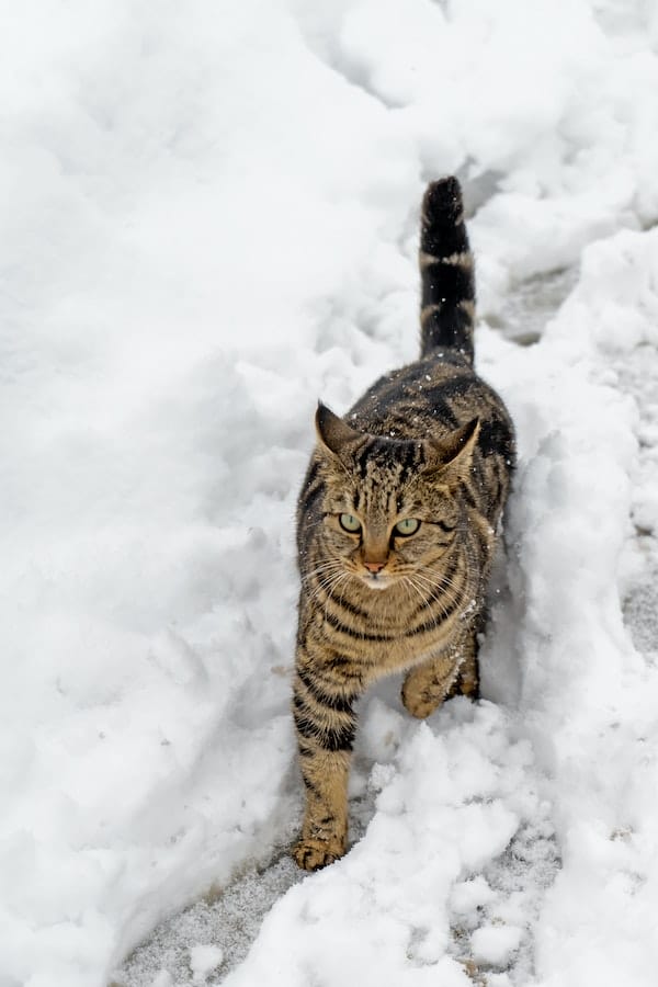 cat-during-winter
